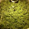 Scrog Early Skunk CRO+56 - PréFlo+8 - FLO+7