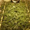 Scrog Early Skunk CRO+56-PréFlo+8-FLO+3