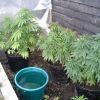 Session Outdoor Early Skunk CRO+91