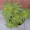 Session Outdoor Early Skunk - CRO+64 - 4