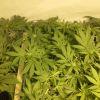 Scrog Early Skunk CRO+56 - PréFlo+8 - FLO+7 - 6