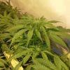Scrog Early Skunk CRO+56 - PréFlo+8 - FLO+7 - Quelques pompons :-)
