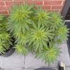 Session Outdoor Early Skunk - CRO+64 - 1