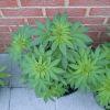 Session Outdoor Early Skunk - CRO+64 - 3