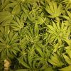 Scrog Early Skunk CRO+56 - PréFlo+8 - FLO+7 - 6
