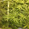 Scrog Early Skunk CRO+56 - PréFlo+8 - FLO+7 - 2