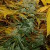 02.Somango x Chem#4 F+50 02.Somango x Chem#4 F+50