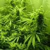 F+40 (pistils) F+49 (12/12)