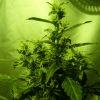 F+40 (pistils) F+49 (12/12)