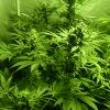 F+40 (pistils) F+49 (12/12)