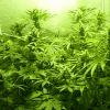 F+40 (pistils) F+49 (12/12)