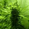 F+40 (pistils) F+49 (12/12)