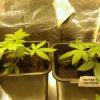 Super & White Skunk 2