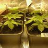 Super & White Skunk 1
