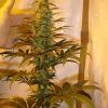 Fruitylicious F+33