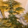 Kush N Cheese F+33