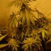 KushNCheese F+45