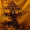 Fruitylicious F+45