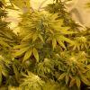 Kush N Cheese F+33