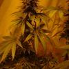 Fruitylicious F+45