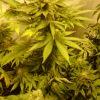 KushNChesse F+45