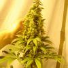 Fruitylicious F+45