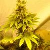 Fruitylicious F+45