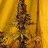 Fruitylicious F+45