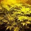 F+14 SOG de 5 CBD SkunK HaZe fém / 2 Dub reg femelles / 2 bout's de NL (big et one bud)