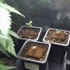 3 RedPoison autoflo encore en in.. 3 RedPoison autoflo encore en in..