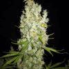 K13 haze