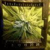Zoom sur Bud