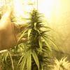 Bud 1