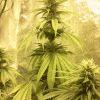 Bud 3
