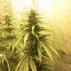 Bud 1