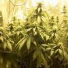 Plante 1