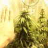 Bud 2