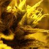 Super Skunk (macro 02) Super Skunk (macro 02)