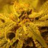 Super Skunk (macro 04) Super Skunk (macro 04)
