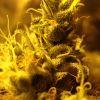 Super Skunk (macro 03 Super Skunk (macro 03