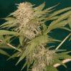 brflo2012 [50%]   Copie