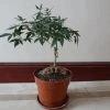 bonsai