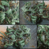 smoke test dcp2   Copy
