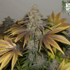 11 bluewidow