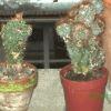 Une forme monstrueuse du Trichocereus Pachanoi