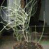 Ephedra spp