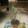 Ephedra spp