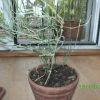 Ephedra spp"Raisin de mer"