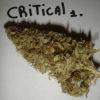 Critical , après cut.