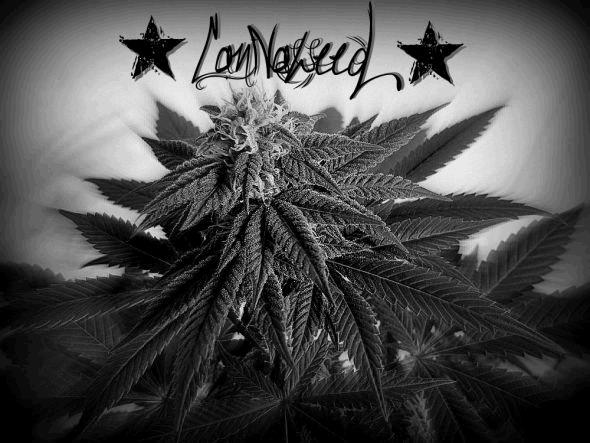 Kandy kush